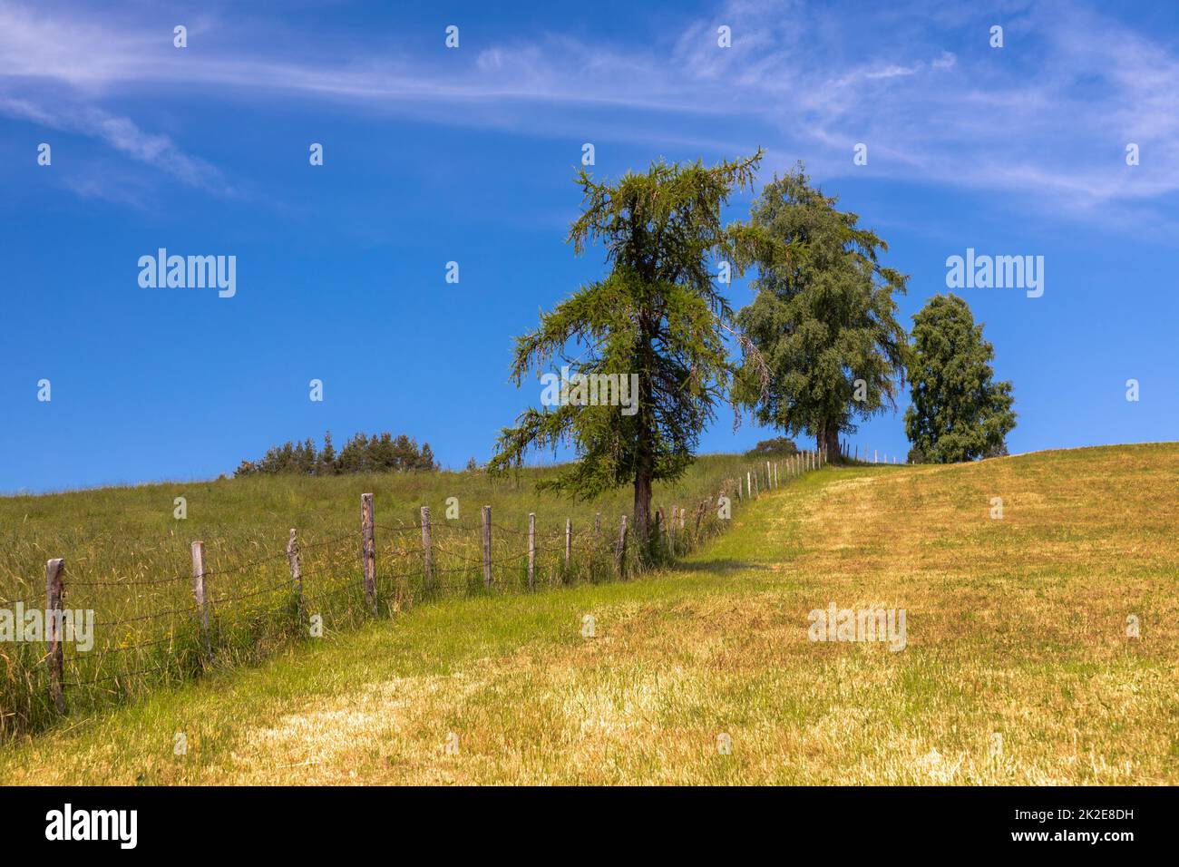 Wiese mit Bäumen bei Deutschnofen, Südtirol, Italien Stockfoto