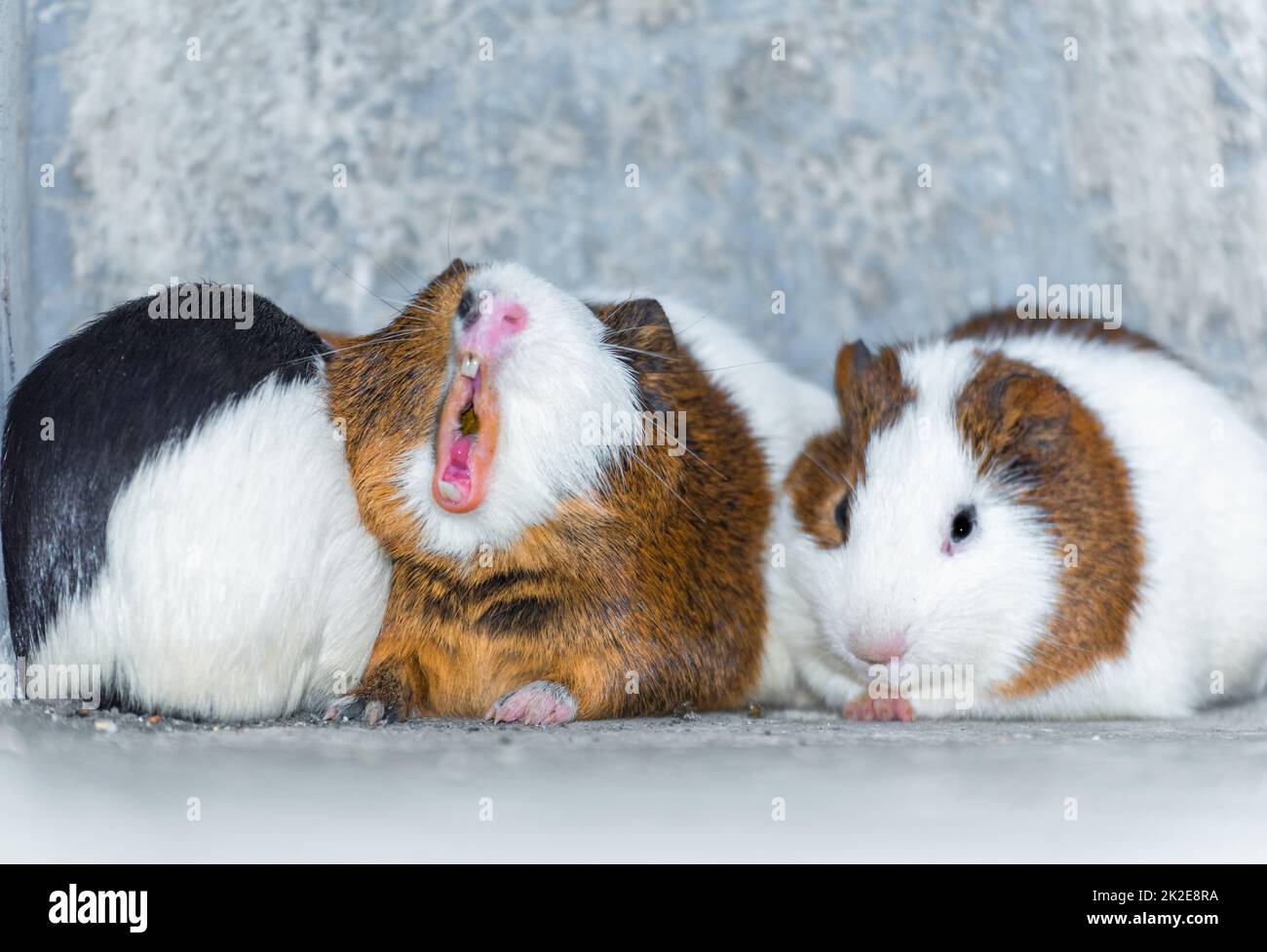 Drei Meerschweinchen, die in einer Ecke ruhen Stockfoto