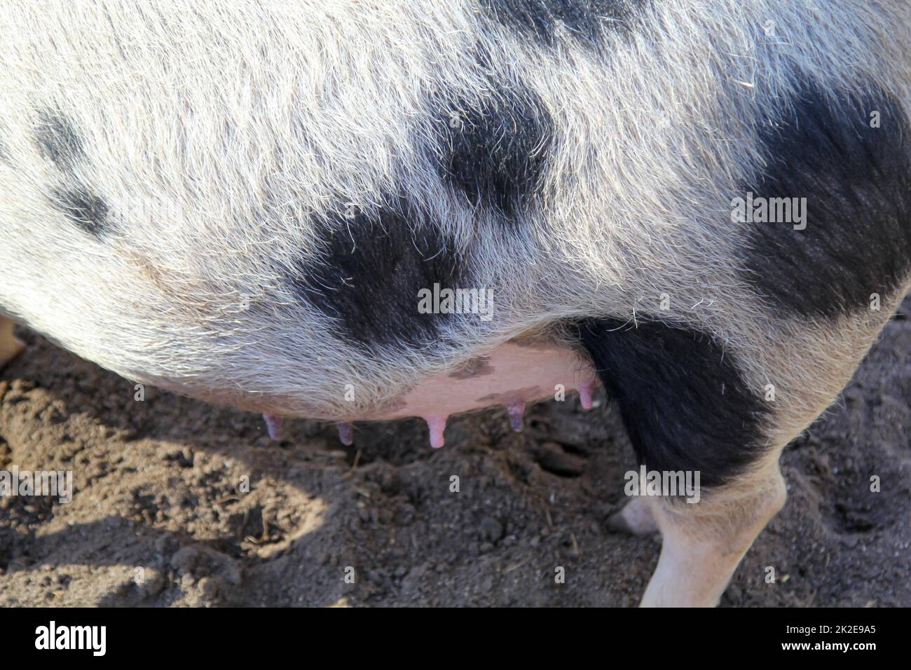 Wie Viel Zitzen Hat Eine Sau www.alamy.de