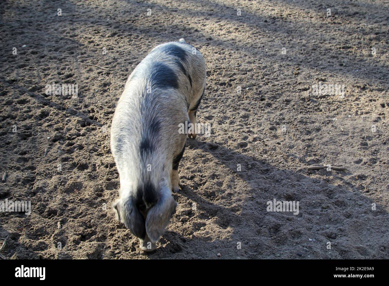 Ein geflecktes Schwein auf einer Farm. Stockfoto