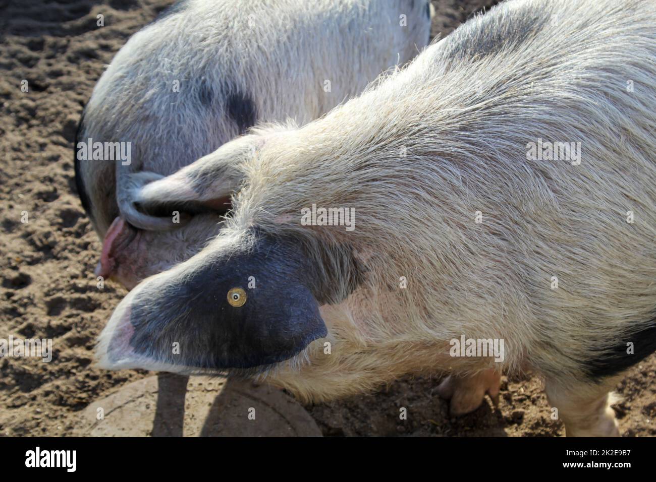 Ein geflecktes Schwein auf einer Farm. Stockfoto