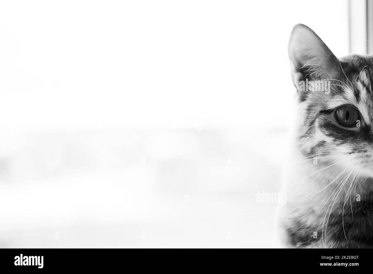 Ein Schwarz-Weiß-Foto einer Katze auf einem weißen, isolierten Hintergrund. Vorderansicht. Stockfoto