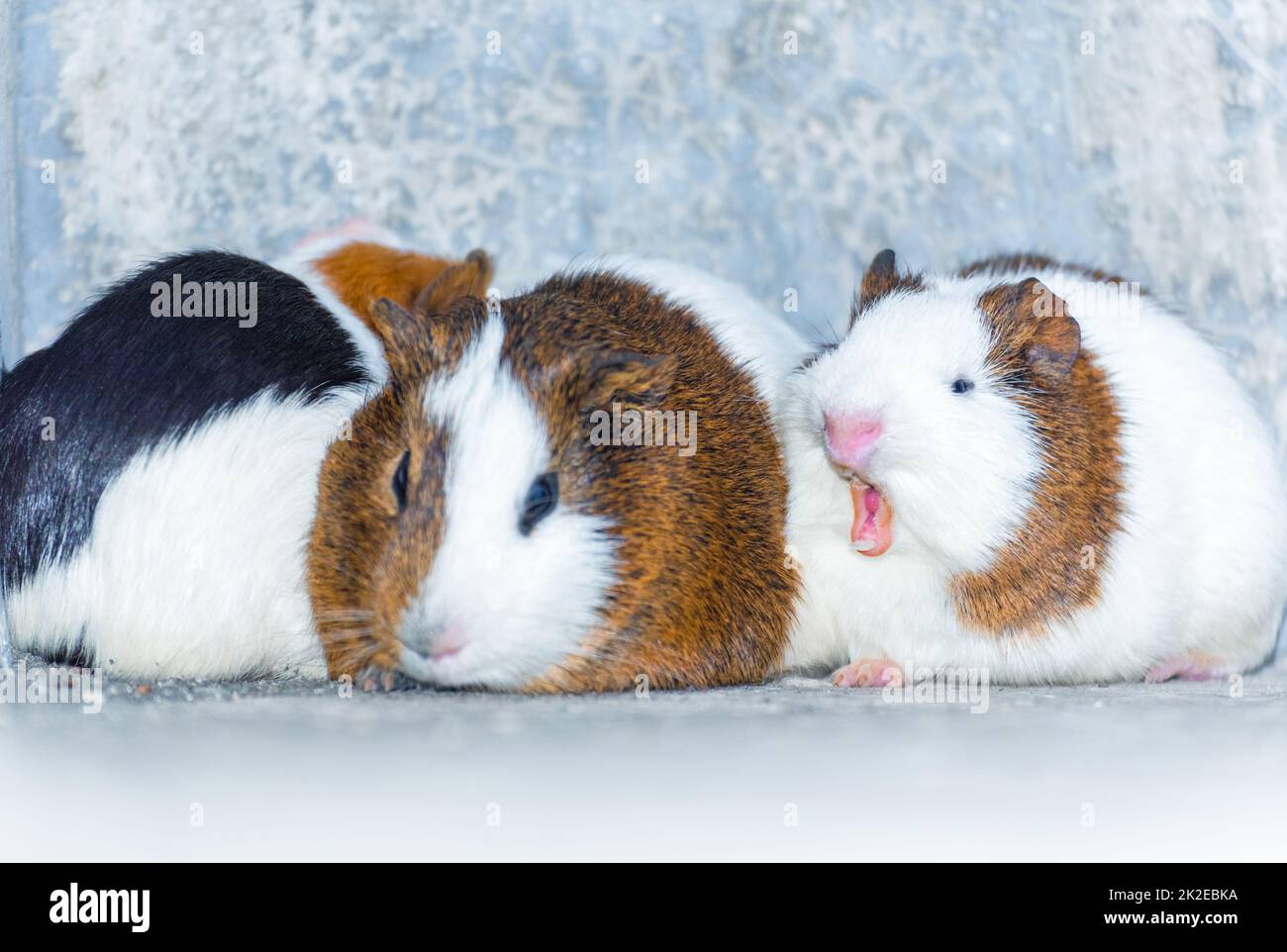 Drei Meerschweinchen, die in einer Ecke ruhen Stockfoto