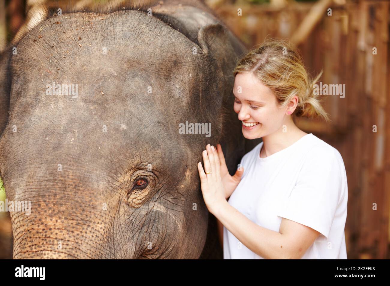 Junger Forscher mit asiatischem Elefantenkalb - Thailand. Eine junge Öko-Touristin lächelt, während sie sanft einen jungen asiatischen Elefanten streichelt. Stockfoto