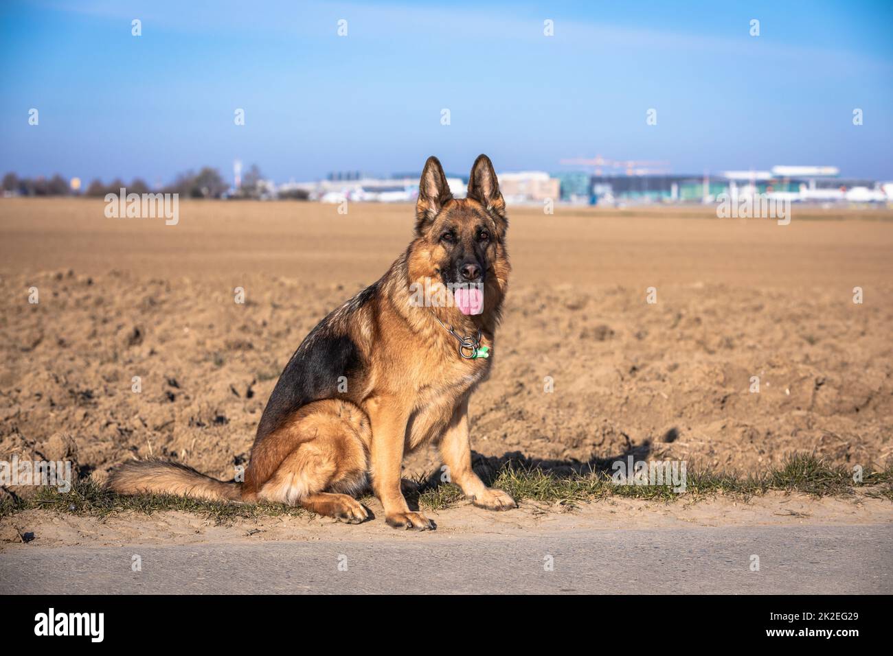 Schöner deutscher Schäferhund, der an einer Straße sitzt Stockfoto
