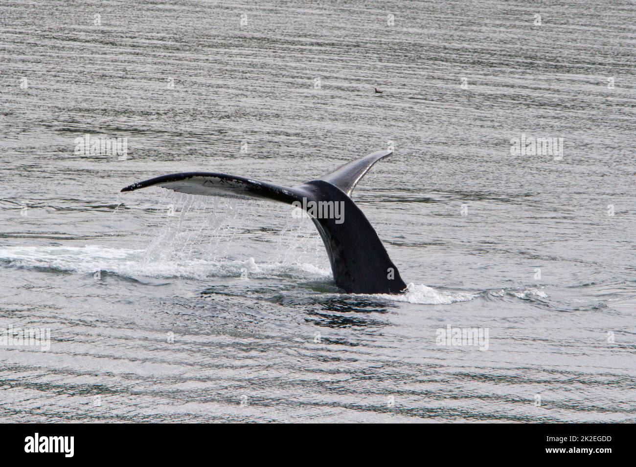 Der schwanzfloss eines Buckelwals (Megaptera novaeangliae), der im Juli im Khutzeymateen Inlet nördlich von Prince Rupert, BC, Kanada, taucht Stockfoto