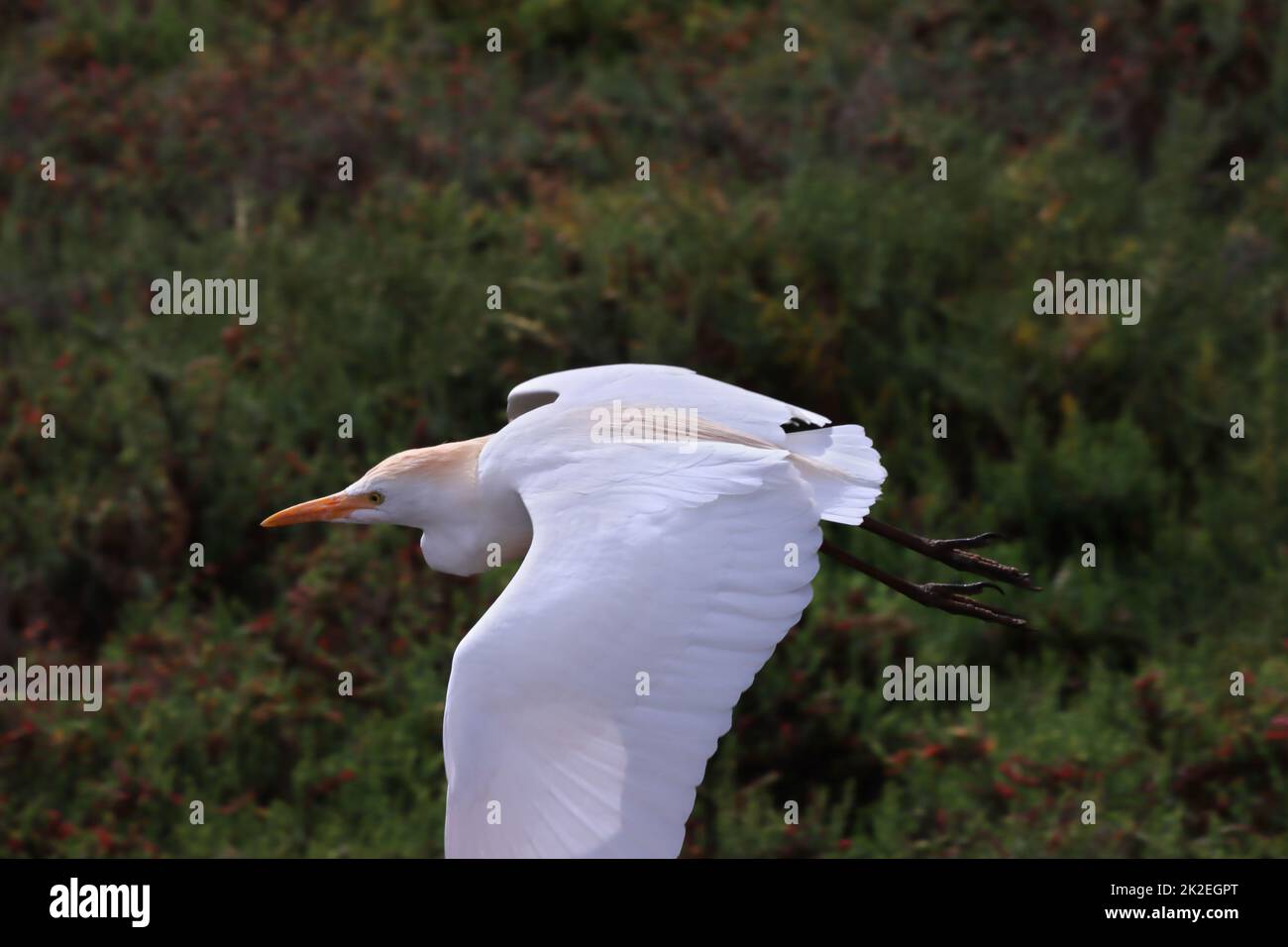 Kuhreiher (Bubulcus ibis) in Salzwiesen von Jandia Playa Stockfoto