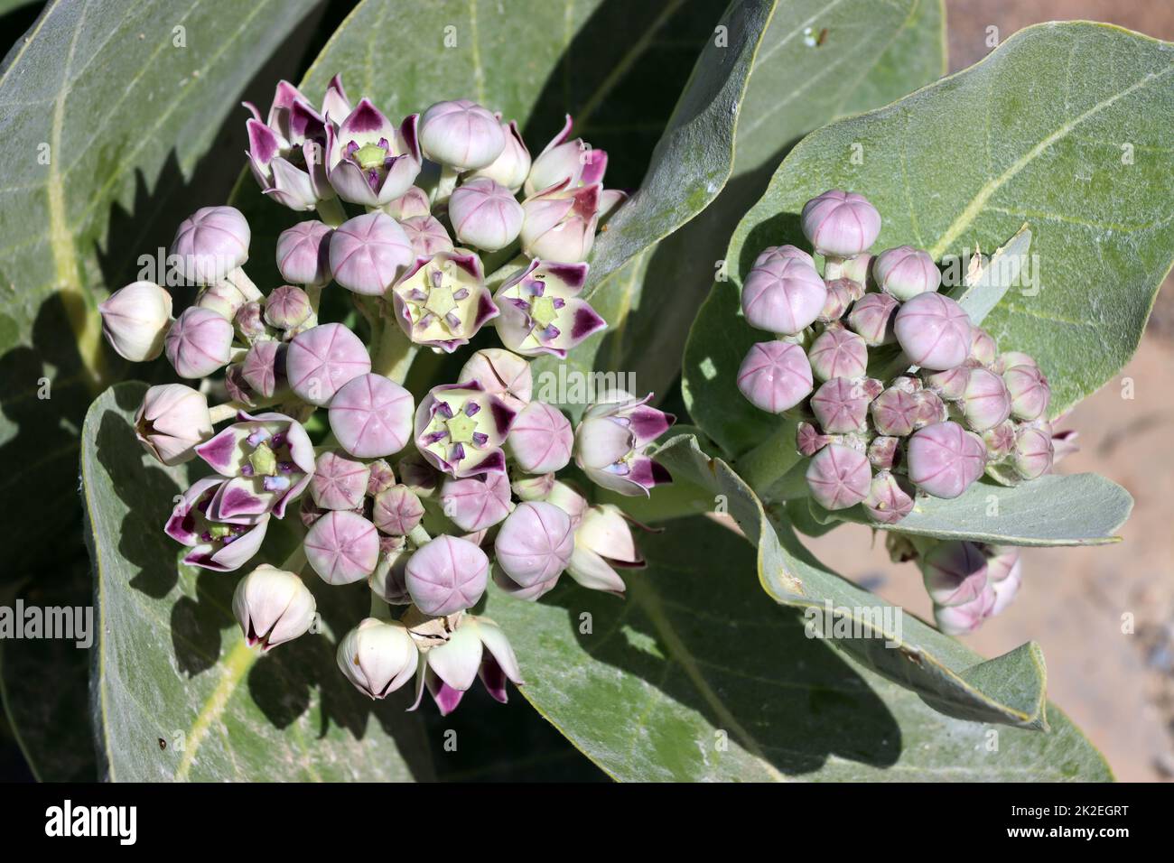 Oscher (Calotropis procera, SYN.Asclepias procera, Asclepias gigantea), auch Fettblattbaum Stockfoto