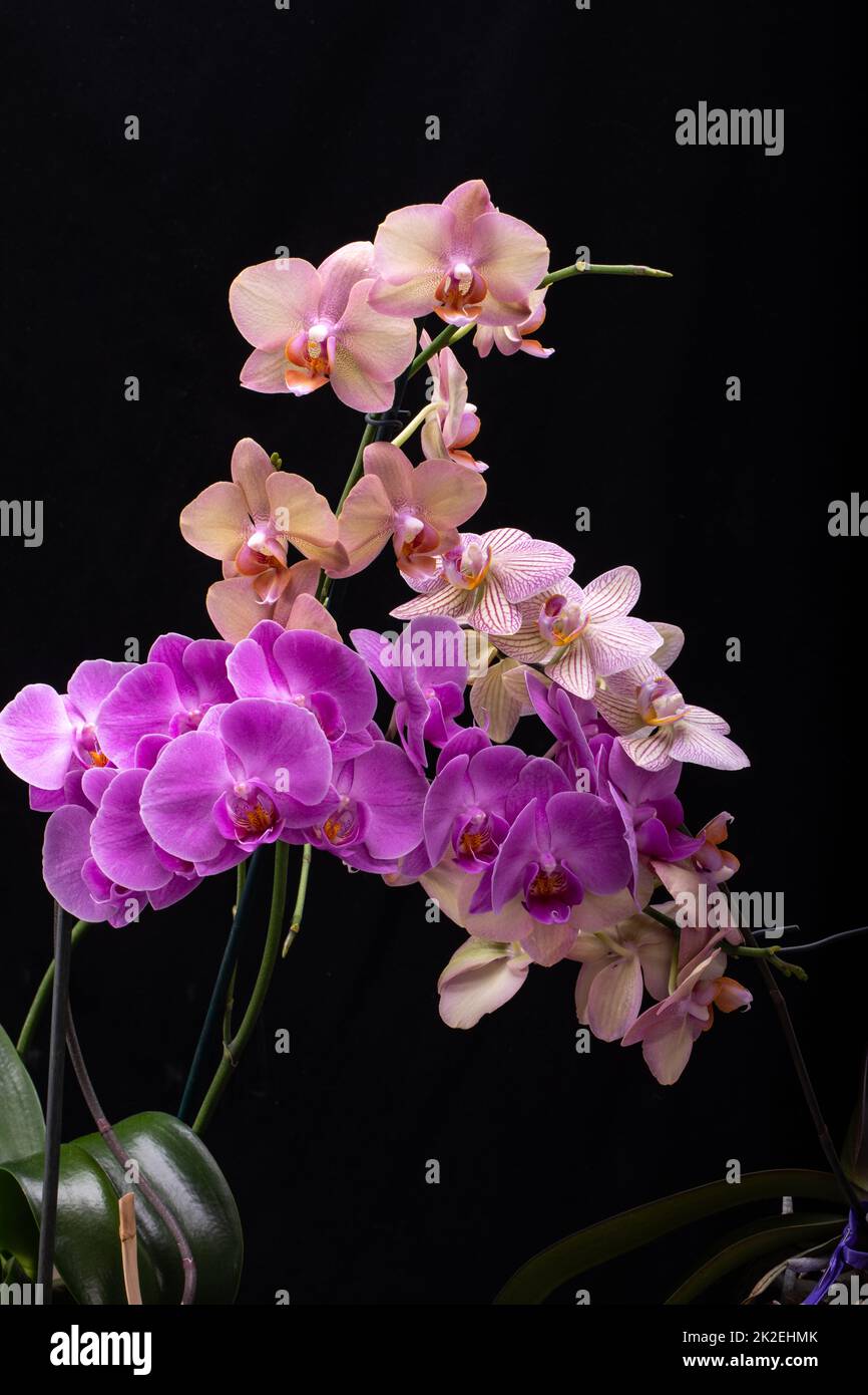 Schönheit bunte Orchidee Blumen isoliert auf schwarzem Hintergrund Stockfoto