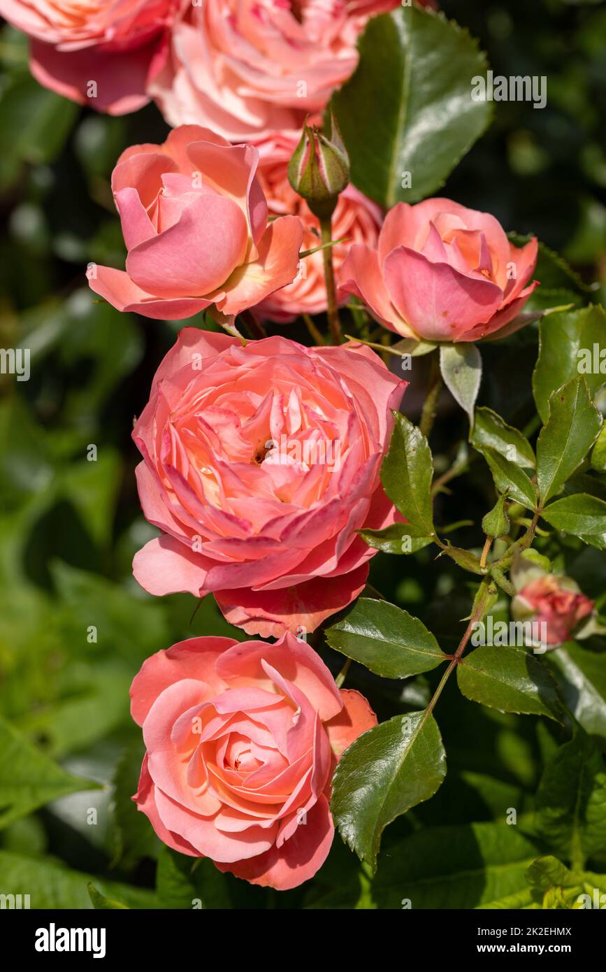 Rosa Rosen am Zweig im Garten Stockfoto
