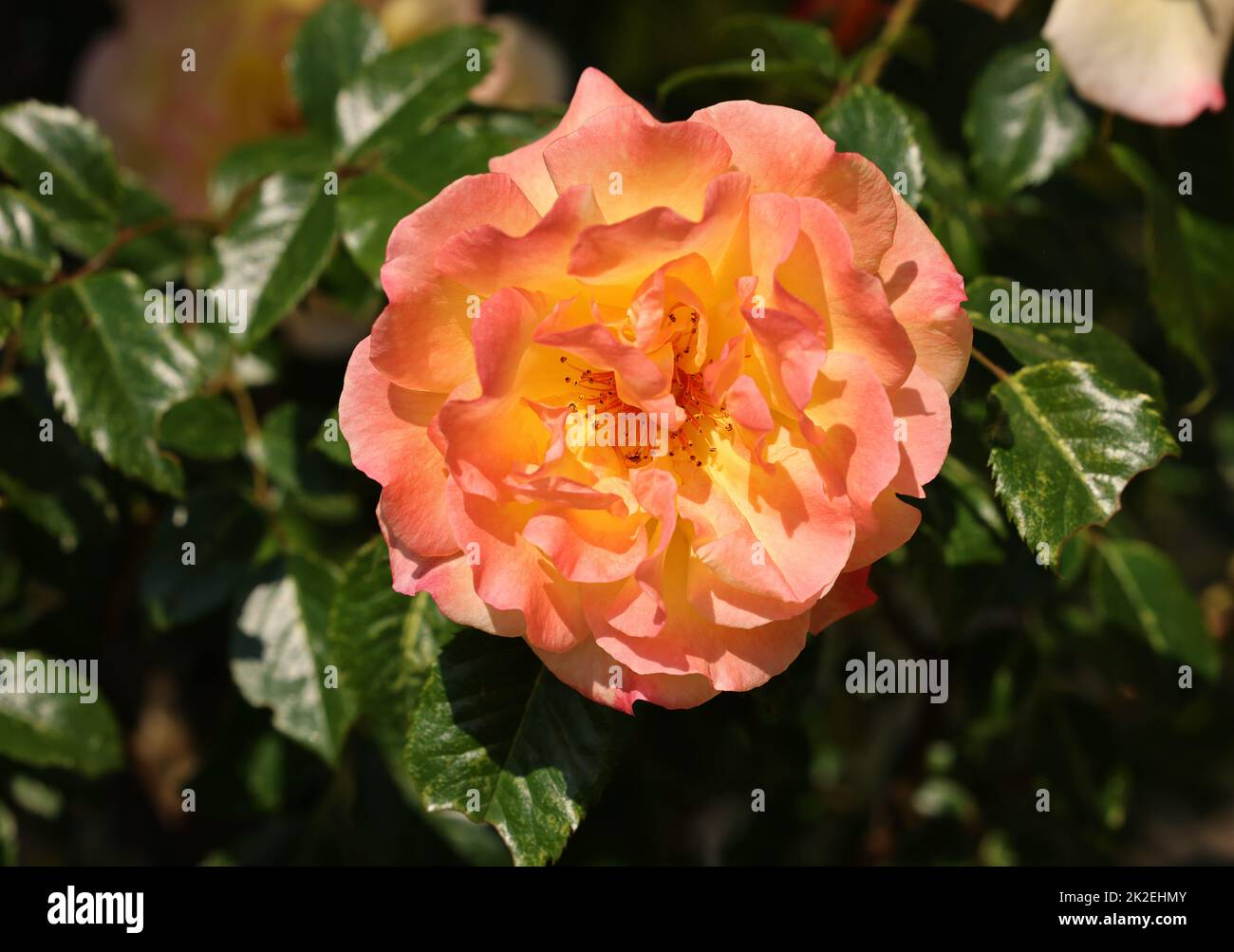 Gelbe Rosen am Zweig im Garten Stockfoto