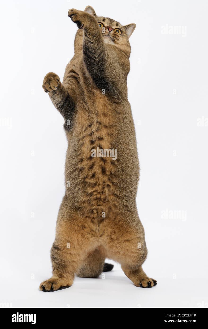 Die adulte graue Katze der schottischen Geradohrrasse stand auf den Hinterbeinen, die Vorderpfoten wurden hochgehoben. Das Tier bereitet sich auf den Sprung vor Stockfoto