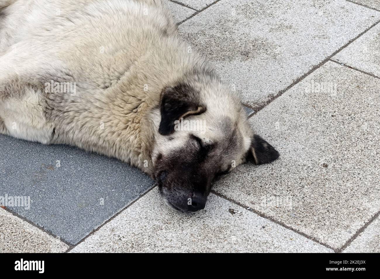 Hunde leben auf der Straße, ein Hund auf der Straße liegt auf dem Bürgersteig, ein streunender Hund schläft, ein großer streunender Hund Stockfoto