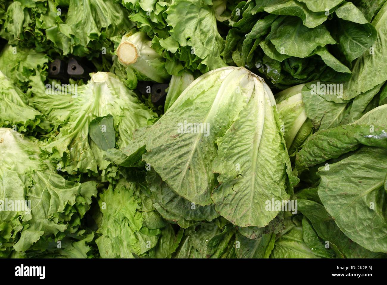 Frischer Salat aus nächster Nähe im Gemüsehändler, Salat im Gemüsehändler-Gang erhältlich Stockfoto