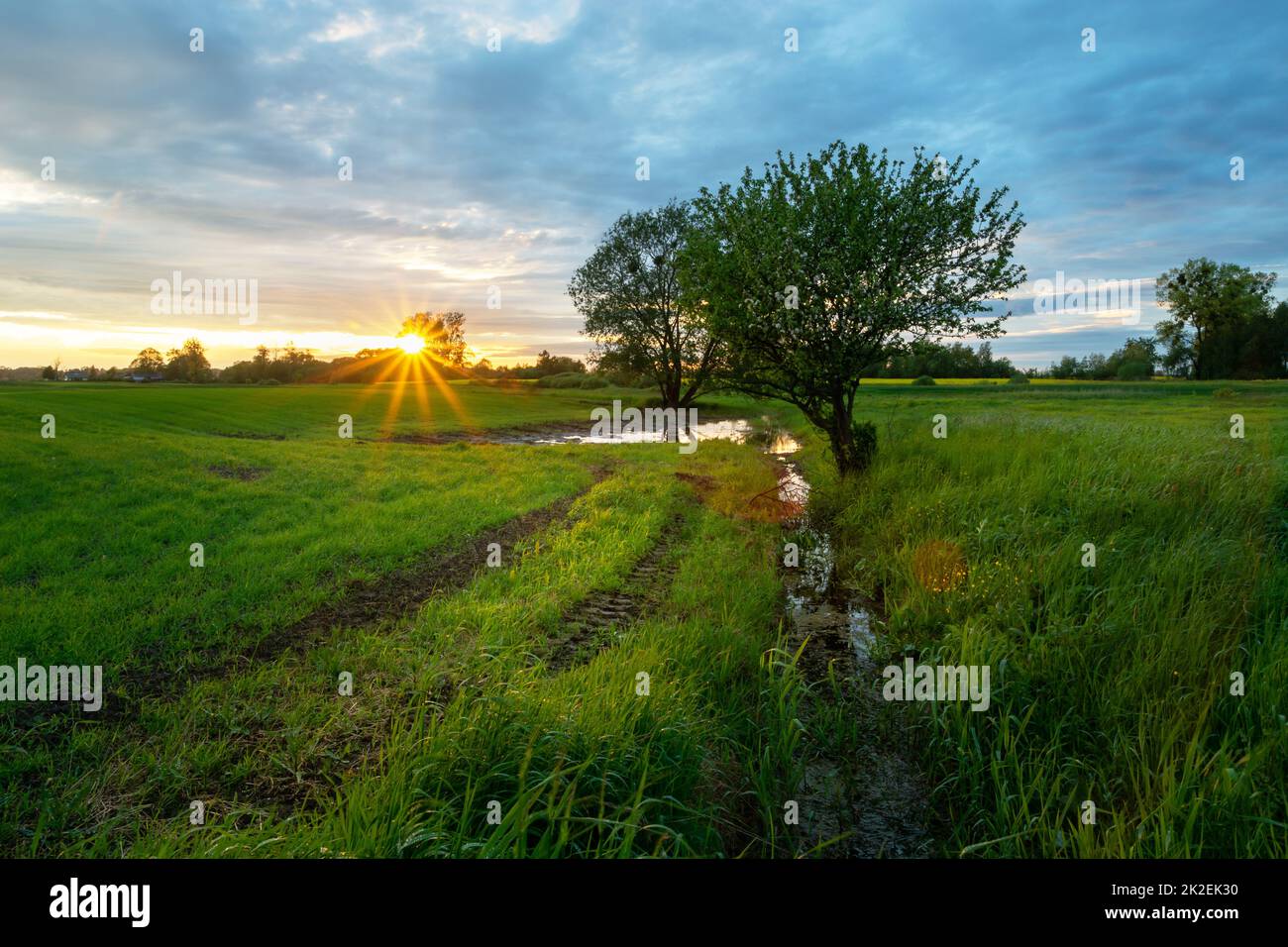 Wunderschöner Sonnenuntergang über einer grünen Wiese mit Bäumen Stockfoto
