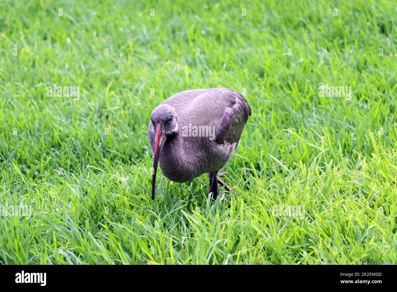 Hagedasch (Bostrychia hagedash) sucht auf einer Wiese nach Futter Stockfoto