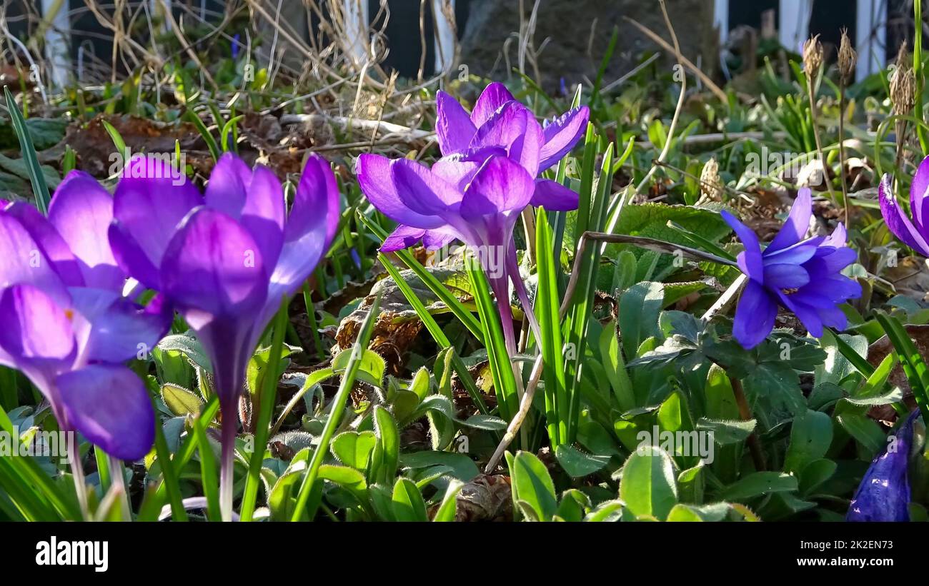 Lila Krokus wächst draußen. Blick auf die magischen blühenden Frühlingsblumen Crocus sativus Stockfoto