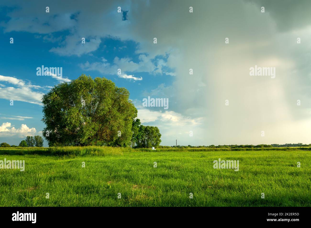 Ein Baum auf der Wiese und eine Regenwand Stockfoto