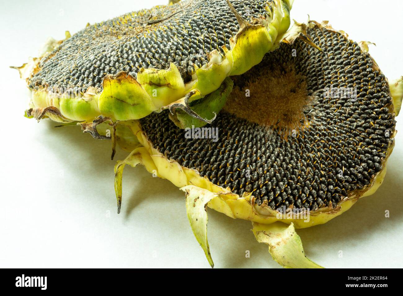 Zwei Sonnenblumen liegen auf einem weißen Tisch Stockfoto