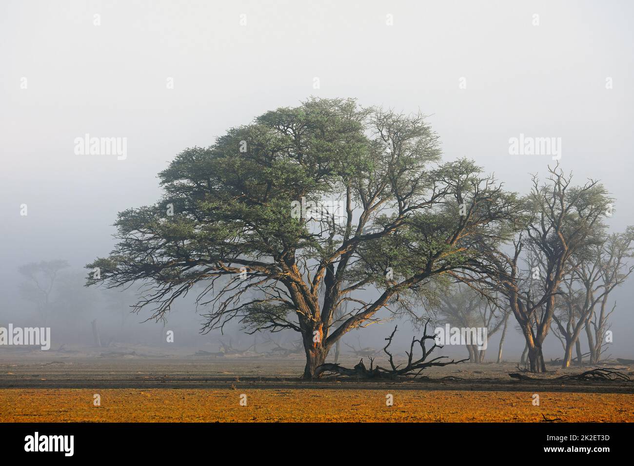 Bäume im Nebel - Kalahari Wüste Stockfoto