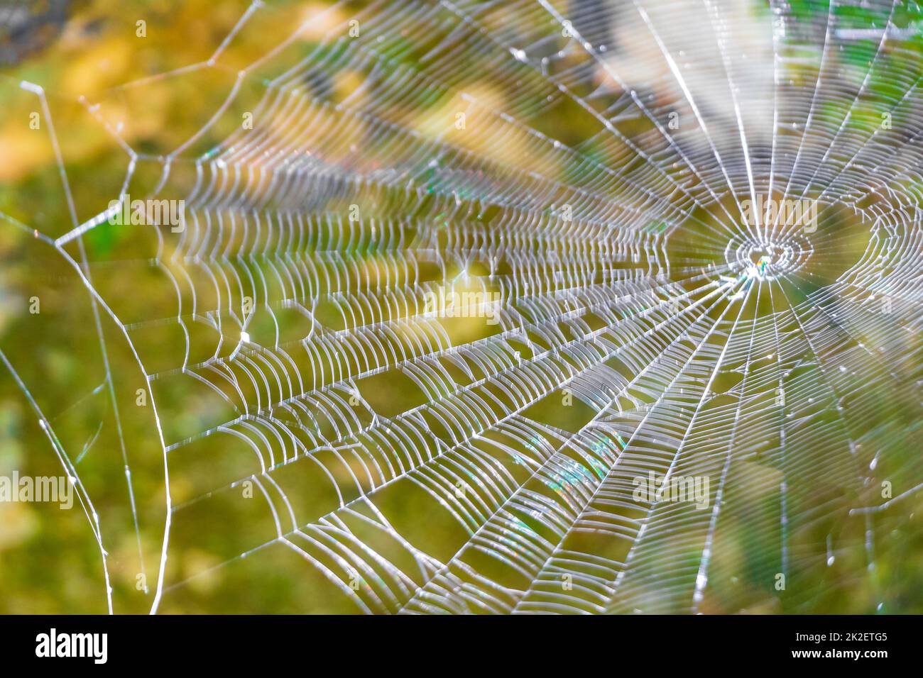 Wunderschönes Spinnennetz zwischen Felssteinen Muyil Maya Ruinen Mexiko. Stockfoto