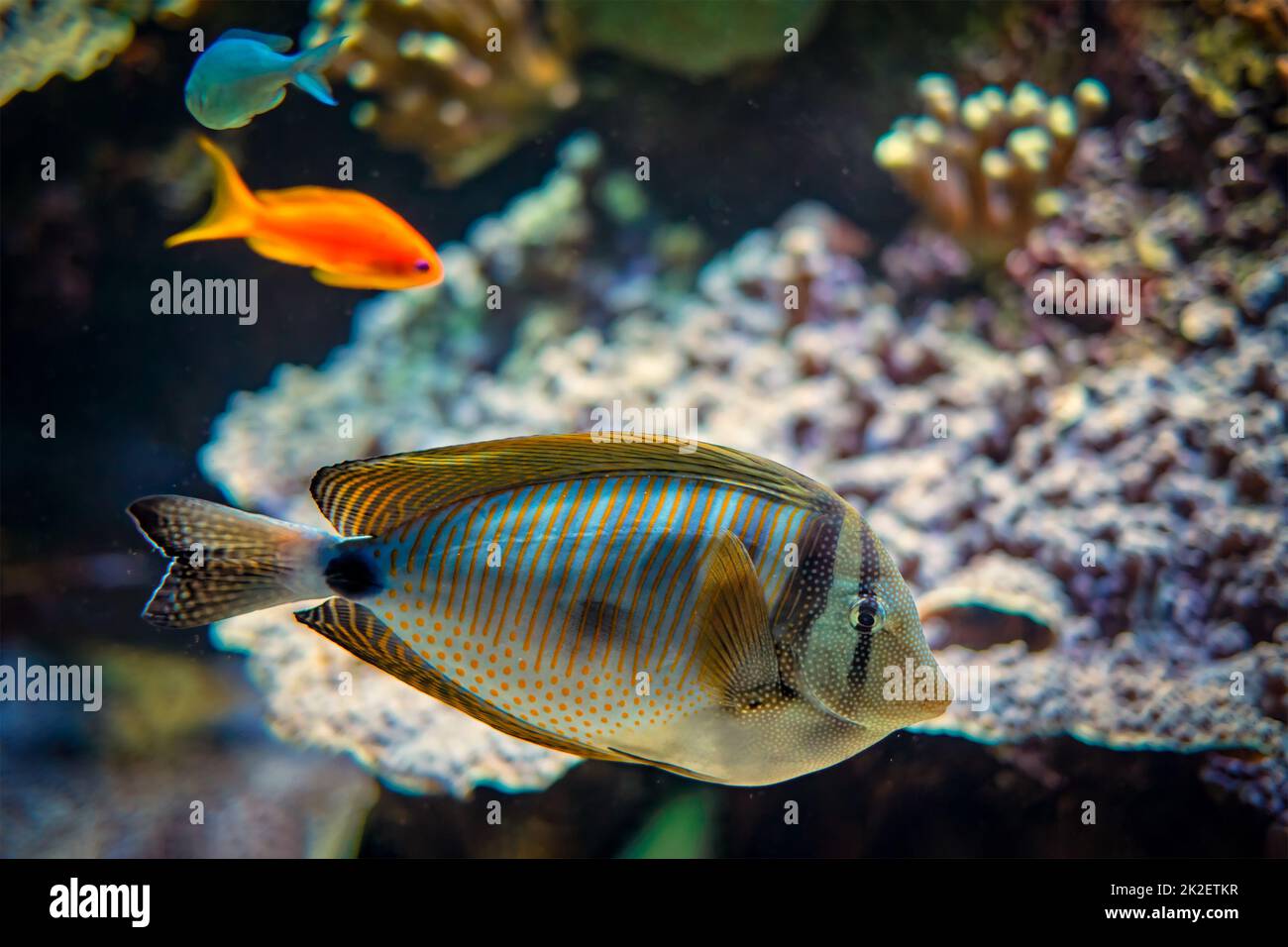 Rotes Meer Segelflossen-Tangfisch unter Wasser im Meer Stockfoto