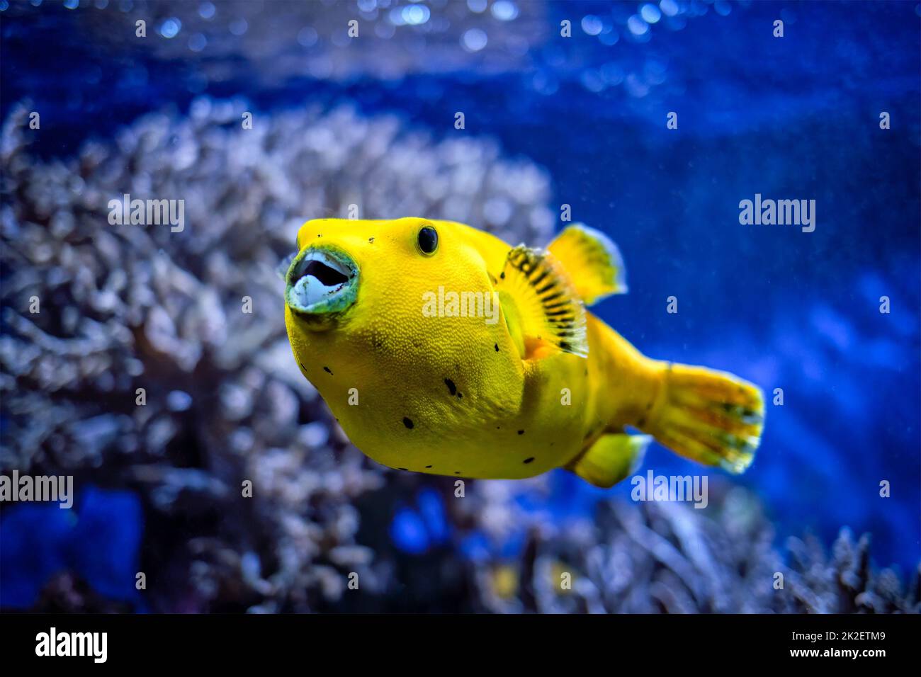 Gelber Goldpuffer Guineafowl Kugelfisch unter Wasser Stockfoto