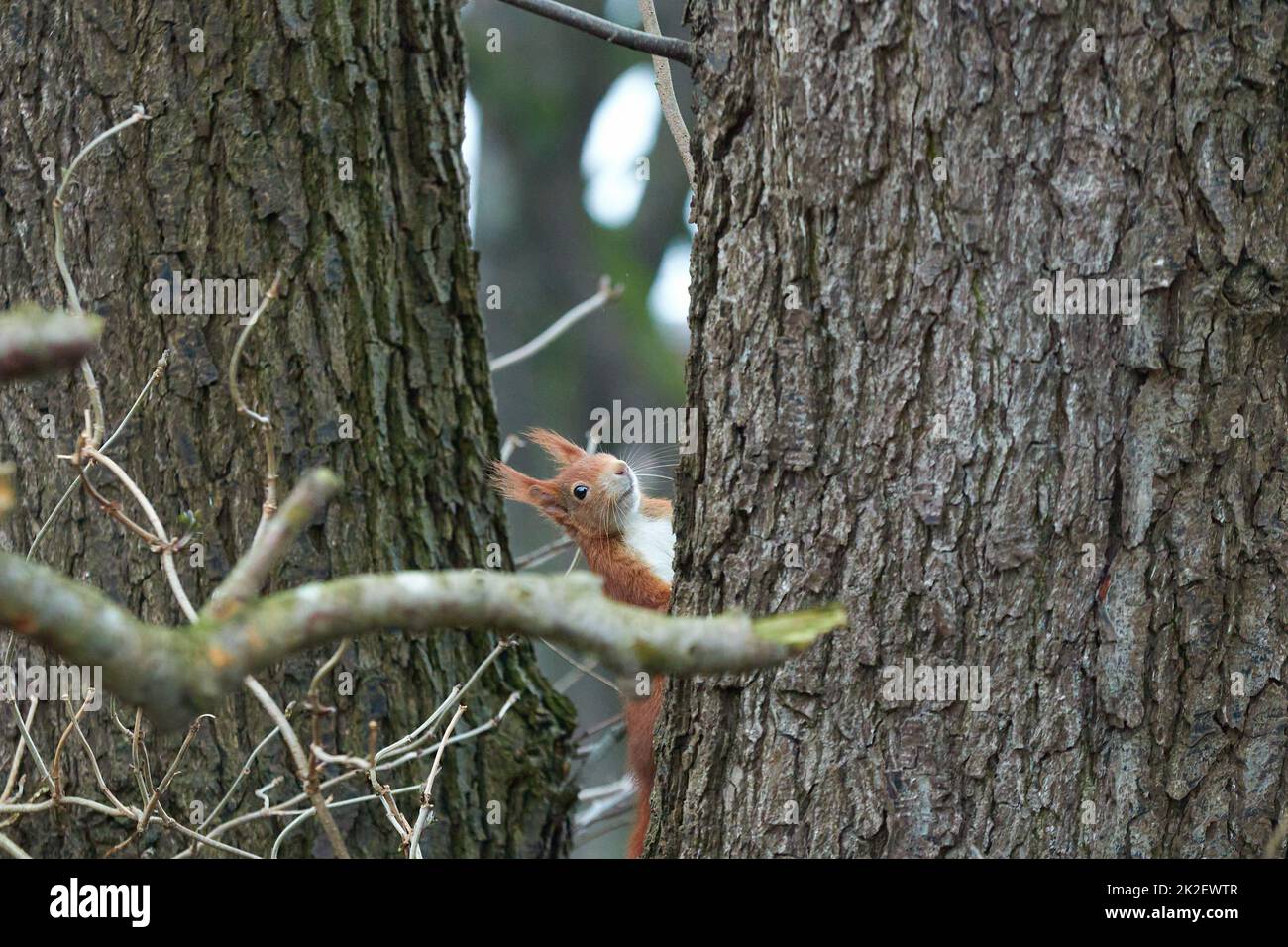 Ein rotes Eichhörnchen klettert auf eine Eiche Stockfoto