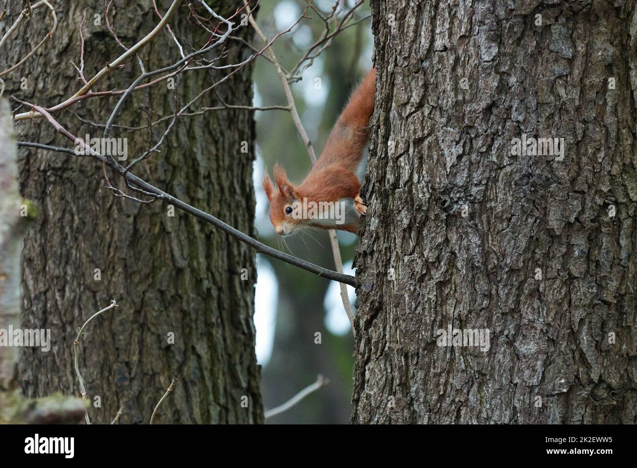 Ein rotes Eichhörnchen klettert auf eine Eiche Stockfoto