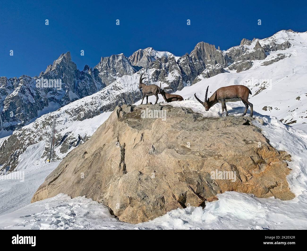 Steinbock im Snowshoe Camp in der Pavillon Mountain Station entlang des Skyway Monte Bianco in Courmayeur, Italien Stockfoto