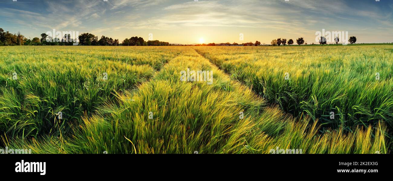 Kulturlandschaft mit Weizenfeld auf dem sunset Stockfoto