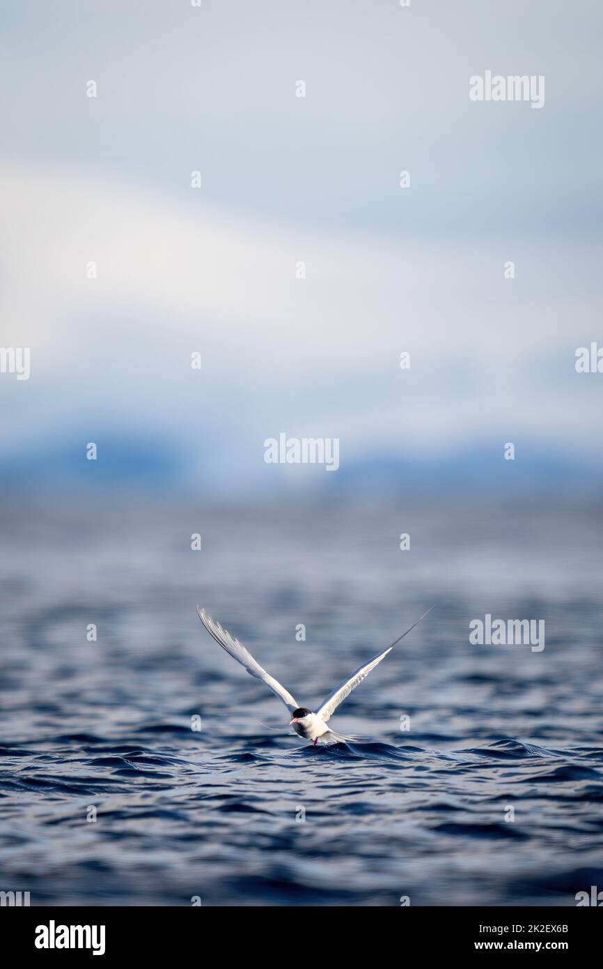 Antarktische Seeschwalbe berührt das sonnenbeschienenes Meer Stockfoto