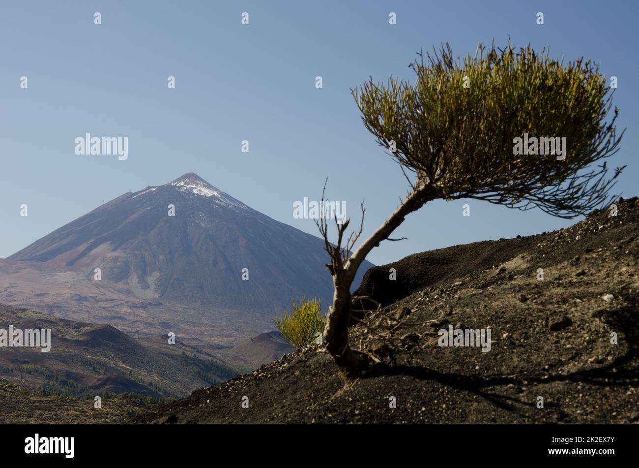 Teide-Gipfel und Besen. Stockfoto