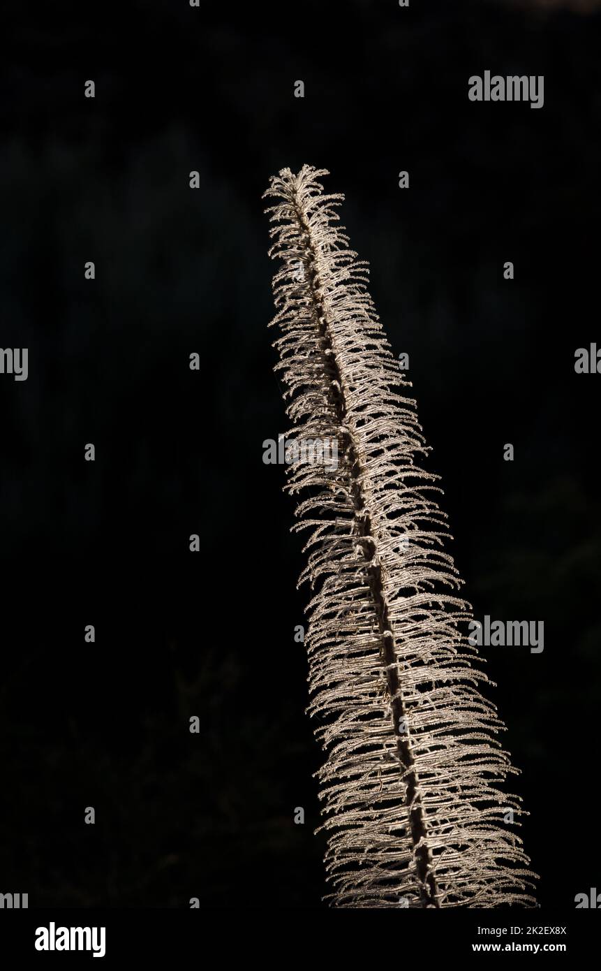 Getrockneter Turm aus Juwelen gegen das Licht. Stockfoto