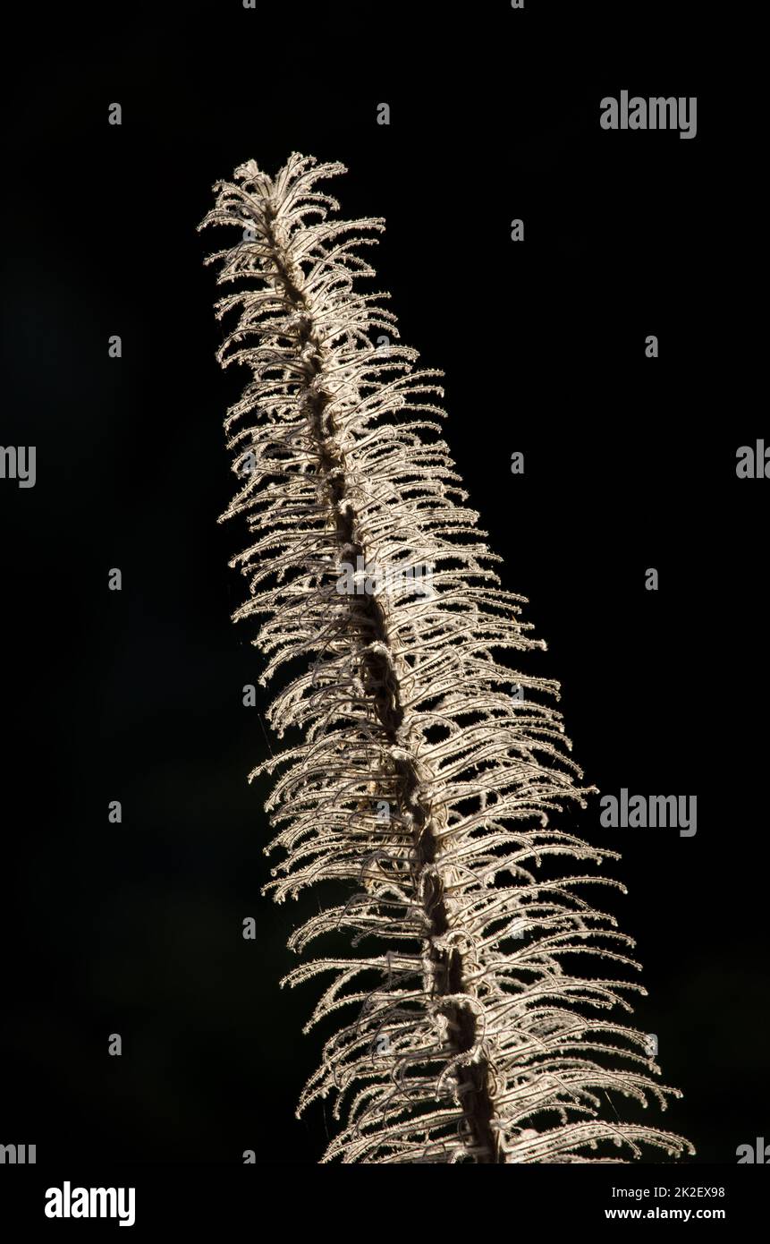 Getrockneter Turm aus Juwelen gegen das Licht. Stockfoto