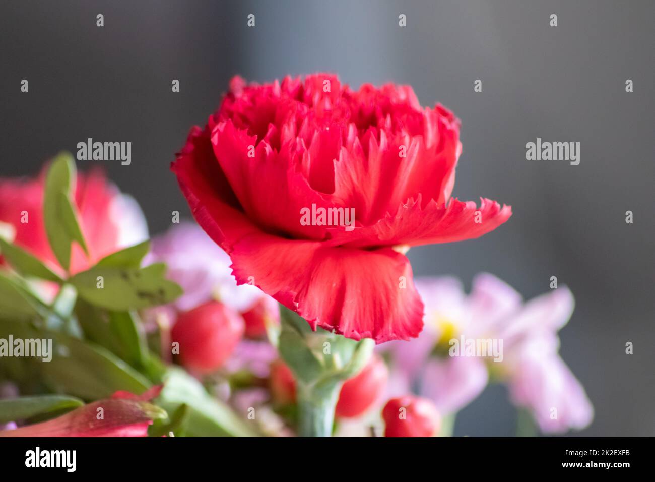Verwelkende Blüten in rot-violetten Lavendeltönen zeigen die Zerbrechlichkeit des Lebens und die Dynamik des menschlichen Wesens, während sterbende Blüten in einer Makro-Nahaufnahme Blütenvase hängen Stockfoto