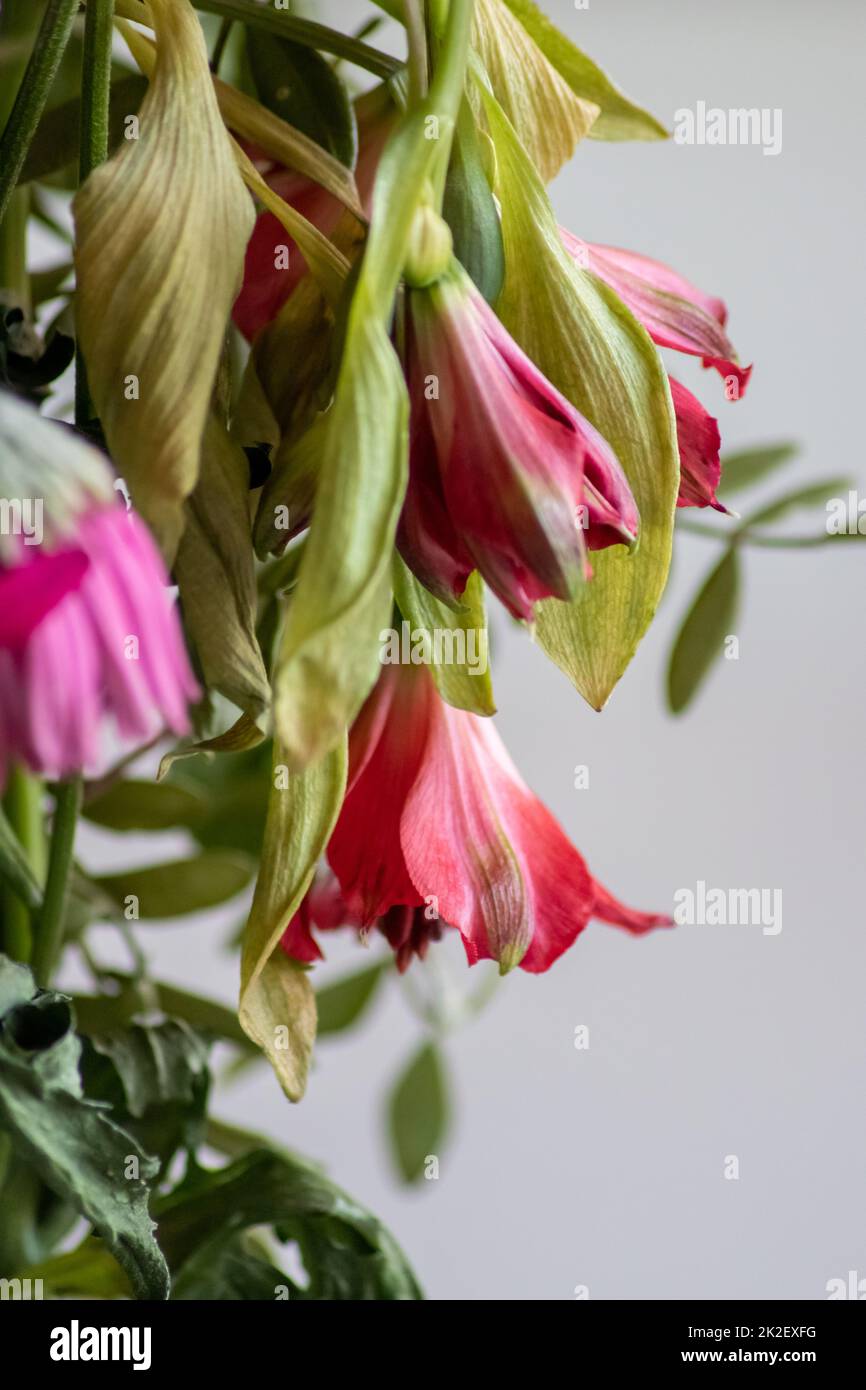 Verwelkende Blüten in rot-violetten Lavendeltönen zeigen die Zerbrechlichkeit des Lebens und die Dynamik des menschlichen Wesens, während sterbende Blüten in einer Makro-Nahaufnahme Blütenvase hängen Stockfoto