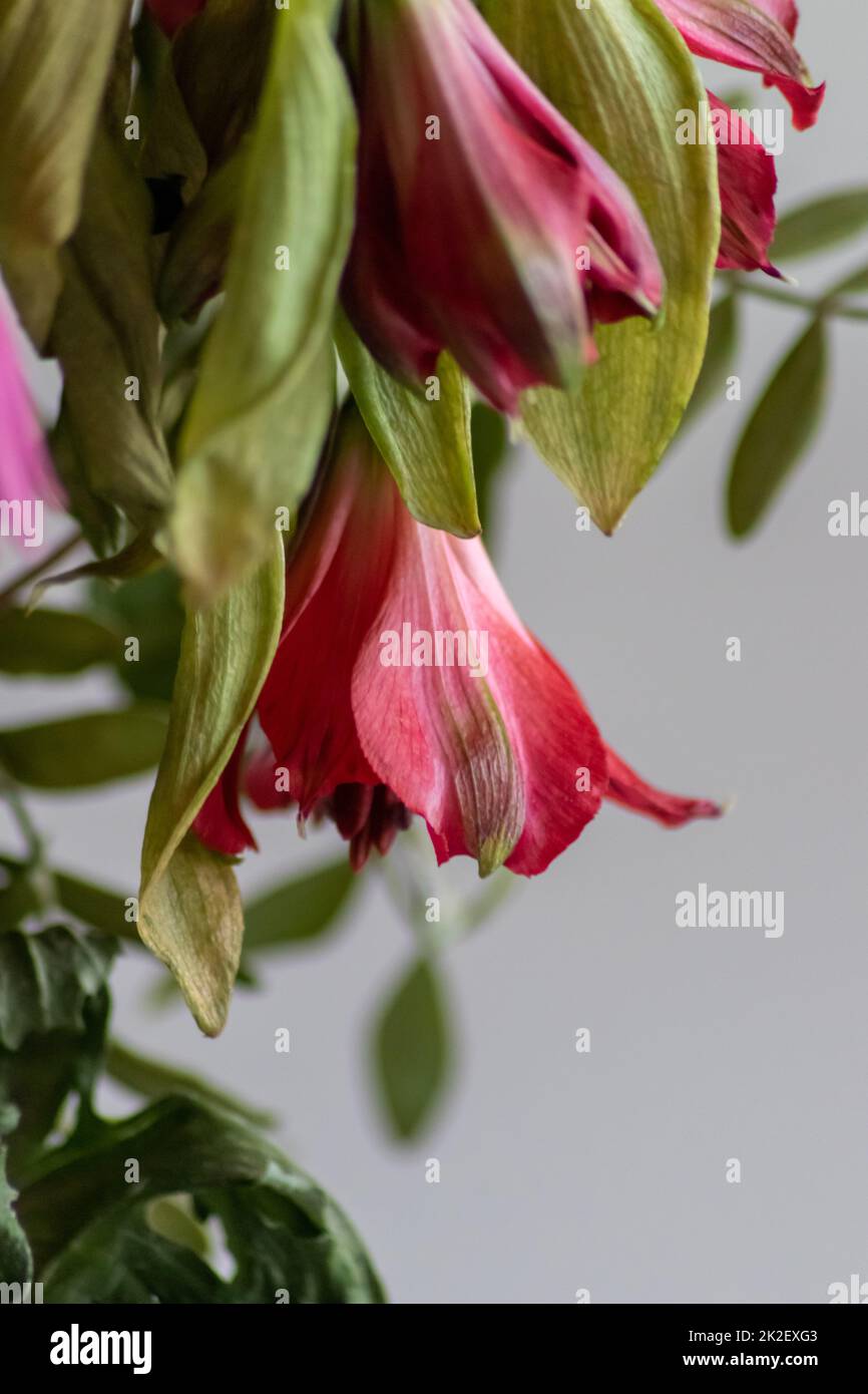 Verwelkende Blüten in rot-violetten Lavendeltönen zeigen die Zerbrechlichkeit des Lebens und die Dynamik des menschlichen Wesens, während sterbende Blüten in einer Makro-Nahaufnahme Blütenvase hängen Stockfoto