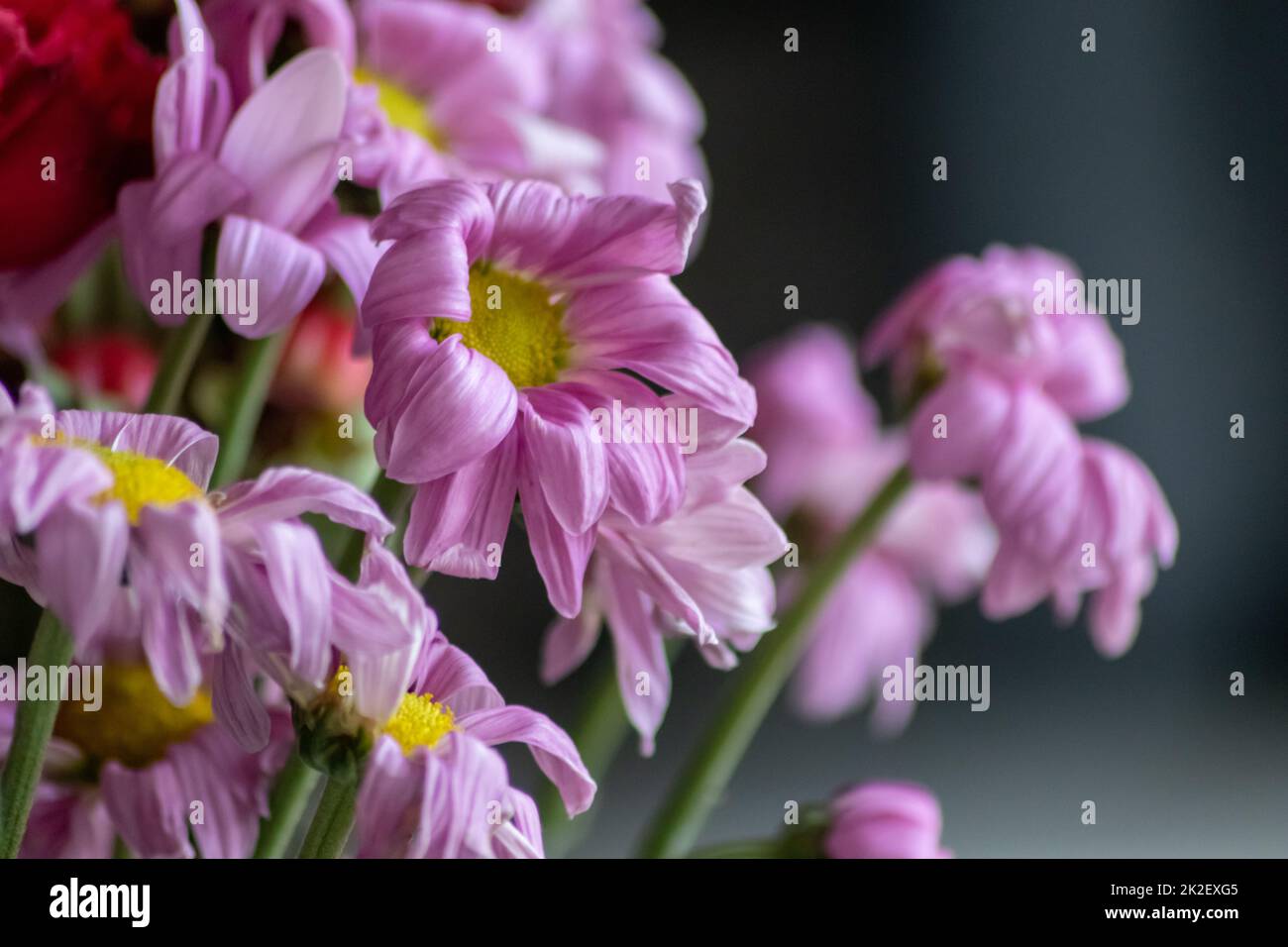 Verwelkende Blüten in rot-violetten Lavendeltönen zeigen die Zerbrechlichkeit des Lebens und die Dynamik des menschlichen Wesens, während sterbende Blüten in einer Makro-Nahaufnahme Blütenvase hängen Stockfoto