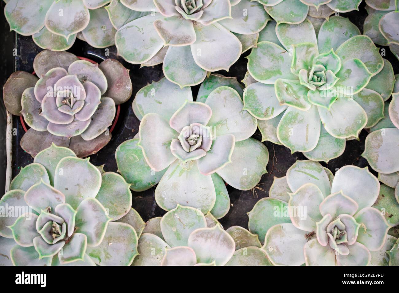 Wunderschöne grüne, blaue und türkisfarbene Sukkulente. Bild Draufsicht benner von echeveria. Eine Reihe von Zimmerpflanzen Stockfoto