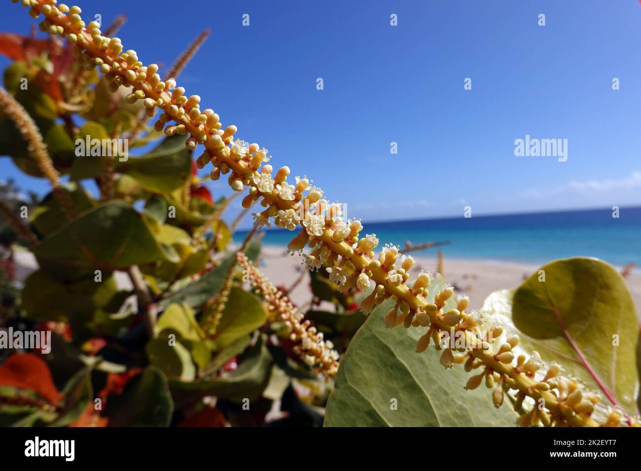 BlÃ¼tenstand der Meertraube oder Seetraube (Coccoloba uvifera) Stockfoto