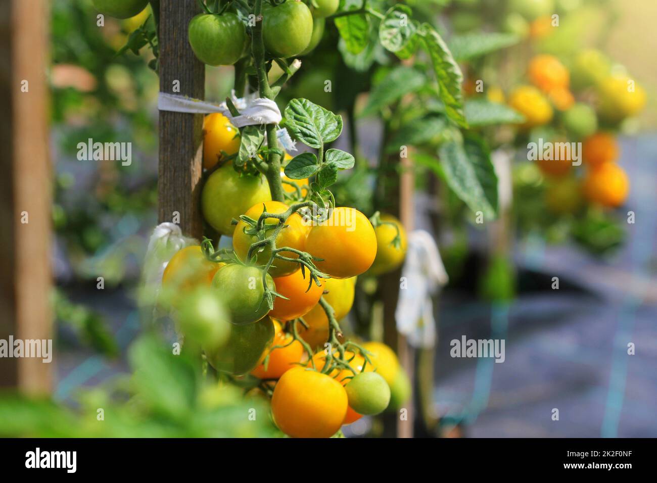 Gelbe Tomaten reifen auf einem Ast im Garten. Sorte gelbe Tomaten Stockfoto