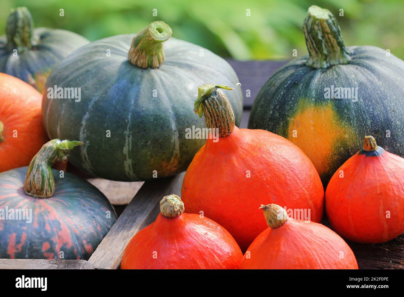 Herbst Kürbis Danksagung Hintergrund Konzept. Orange und grüne Kürbisse in Holzkiste auf rustikalen Tisch Stockfoto