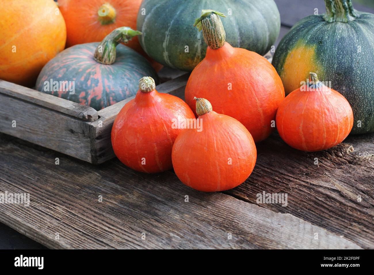 Herbst Kürbis Danksagung Hintergrund Konzept. Orange und grüne Kürbisse in Holzkiste auf rustikalen Tisch Stockfoto