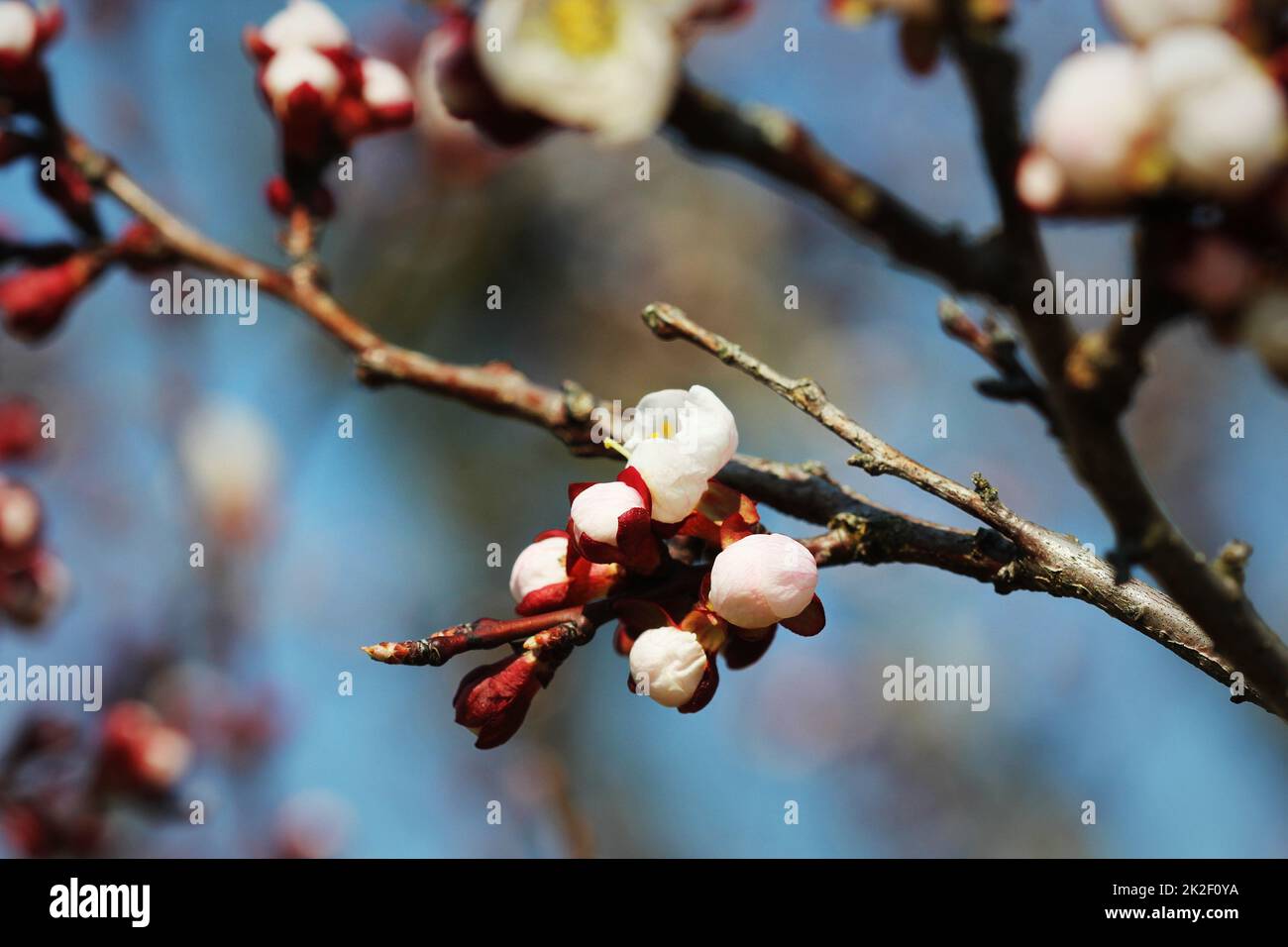 Feder Cherry Blossom Hintergrund. Schöne Natur Szene mit blühenden Baum auf grünem Hintergrund. Frühling Blumen Stockfoto