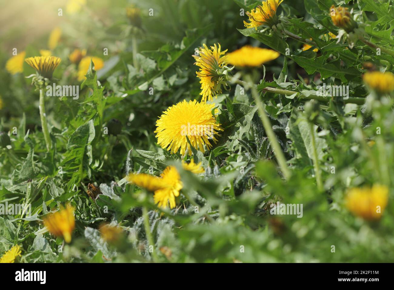 Gelbe Blumen Löwenzahn (Taraxacum officinale). Löwenzahn Feld Hintergrund auf den sonnigen Tag. Blühende Löwenzahn. Stockfoto