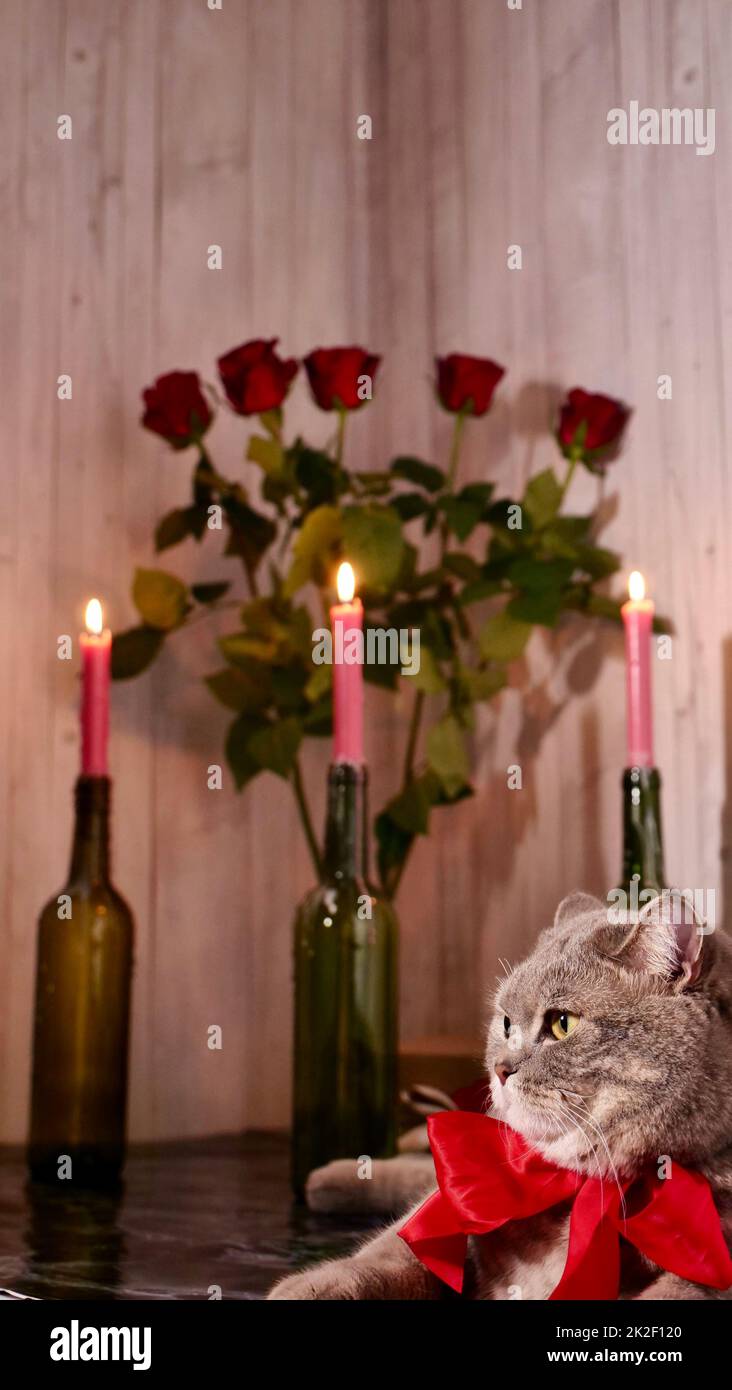 Schottische Heterokatze am Valentinstag Stockfoto