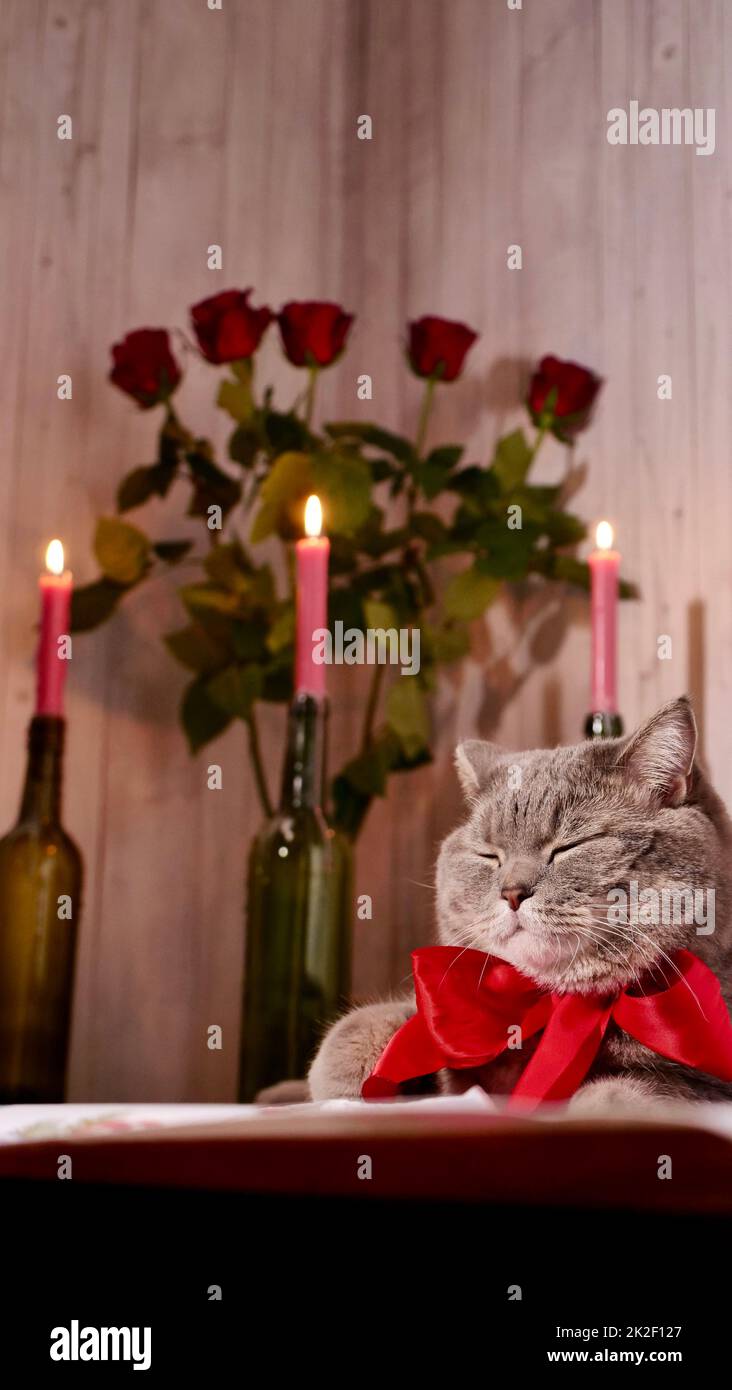 Schottische Heterokatze am Valentinstag Stockfoto