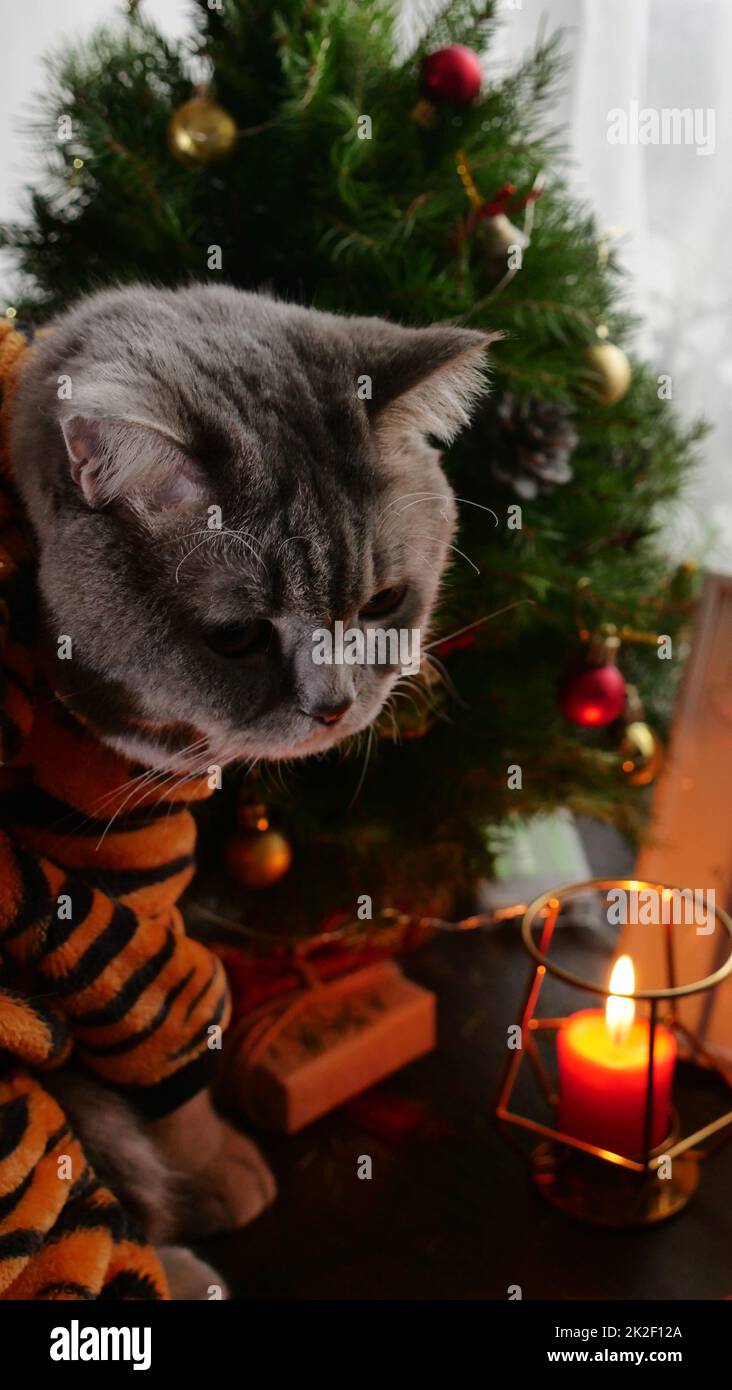CAT Tiger feiert das neue Jahr 2022 Stockfoto
