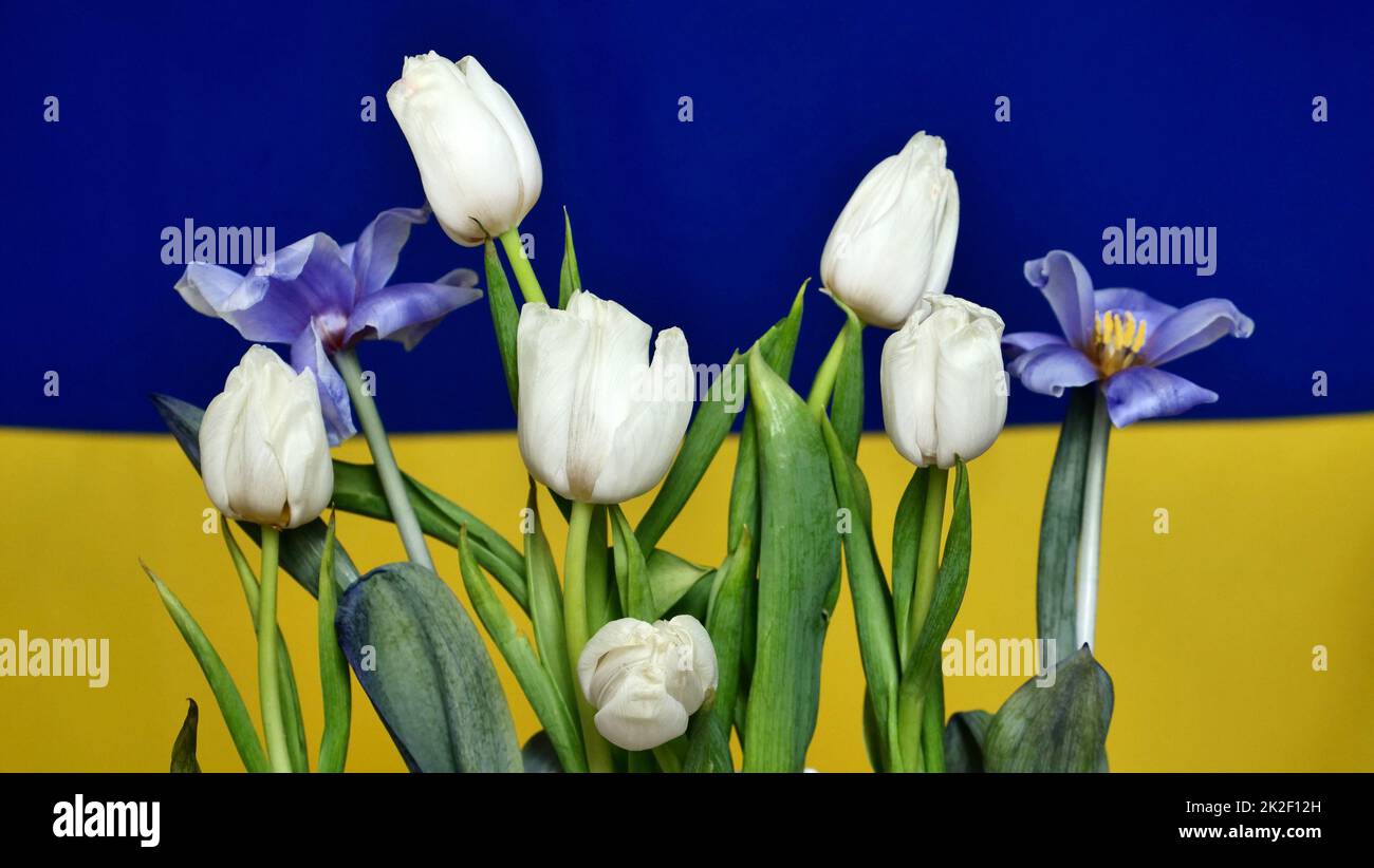 Ukrainische Nationalflagge - gelb-blau mit Blumen Stockfoto